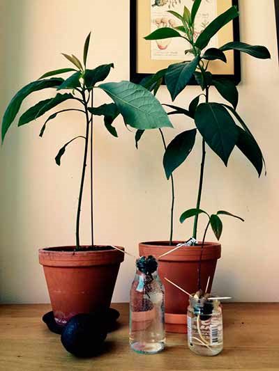 ТОП-35 Самые полезных комнатных растений для квартиры в горшках #4