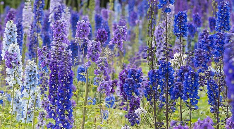 ТОП-70 красивых растений с синими цветами (+фото и названия) #30