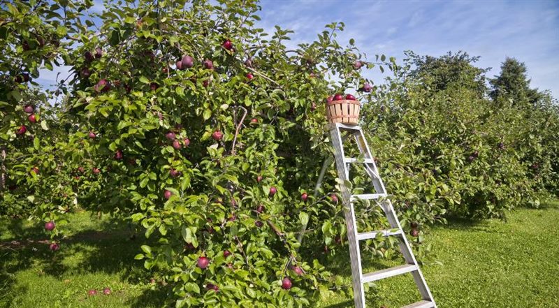 Посадка яблони по шагам: как правильно посадить саженец #6