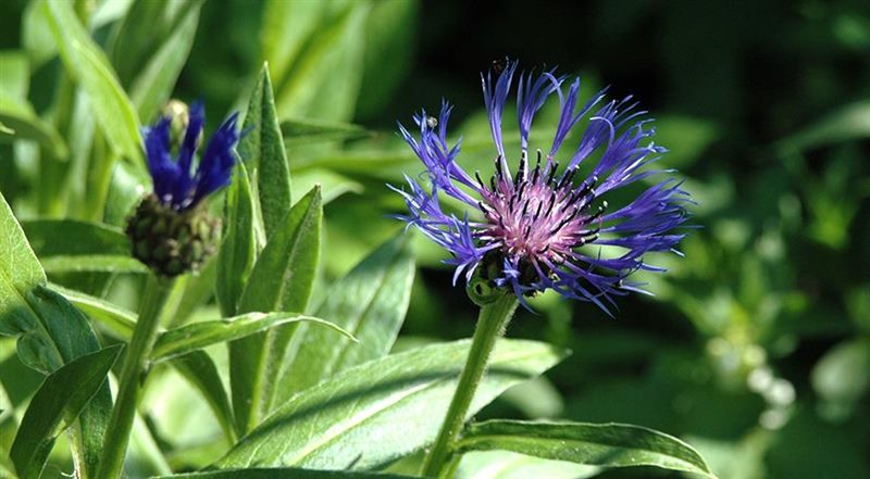 ТОП-70 красивых растений с синими цветами (+фото и названия) #27