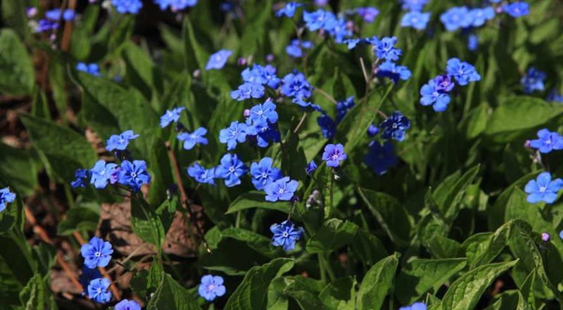 ТОП-70 красивых растений с синими цветами (+фото и названия) #46
