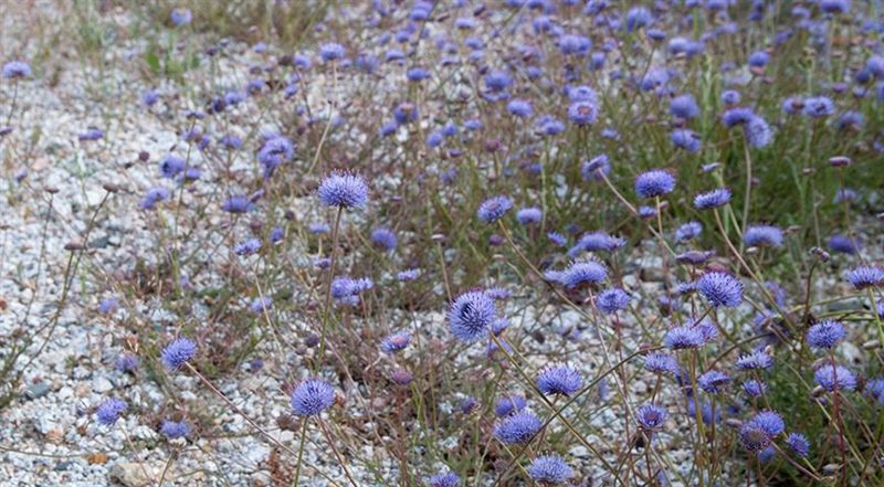 ТОП-70 красивых растений с синими цветами (+фото и названия) #62