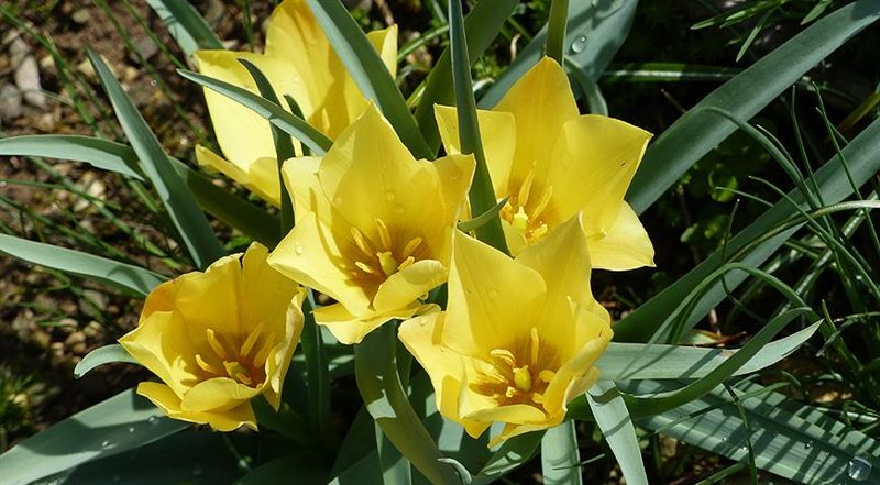 ТОП-33 видов и сортов тюльпанов (85+ фото с описанием) #39