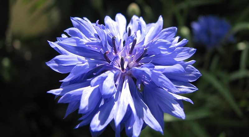ТОП-70 красивых растений с синими цветами (+фото и названия) #28