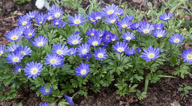 ТОП-70 красивых растений с синими цветами (+фото и названия) #19