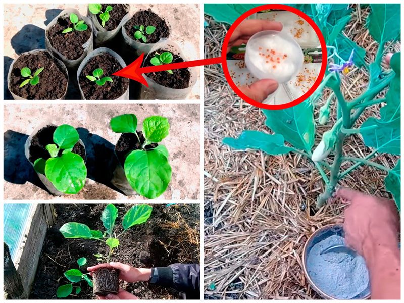 Выращивание баклажанов: пошаговая инструкция (от А до Я с видео) #25