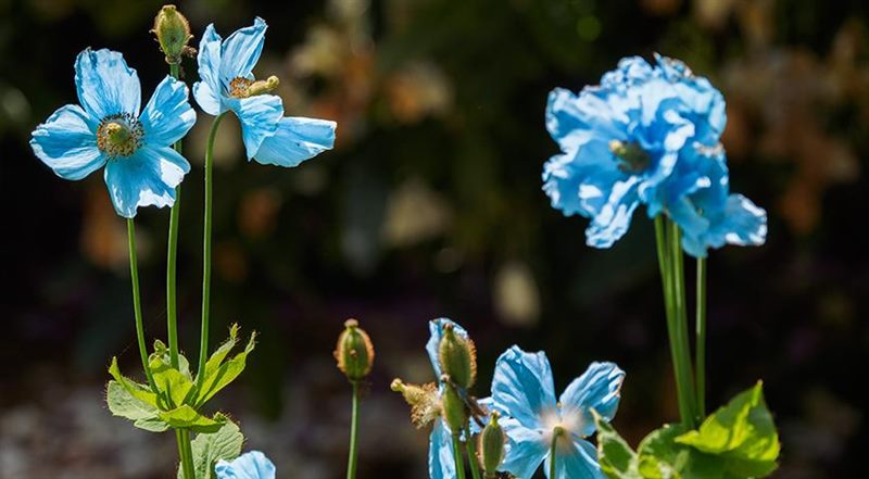 ТОП-70 красивых растений с синими цветами (+фото и названия) #66