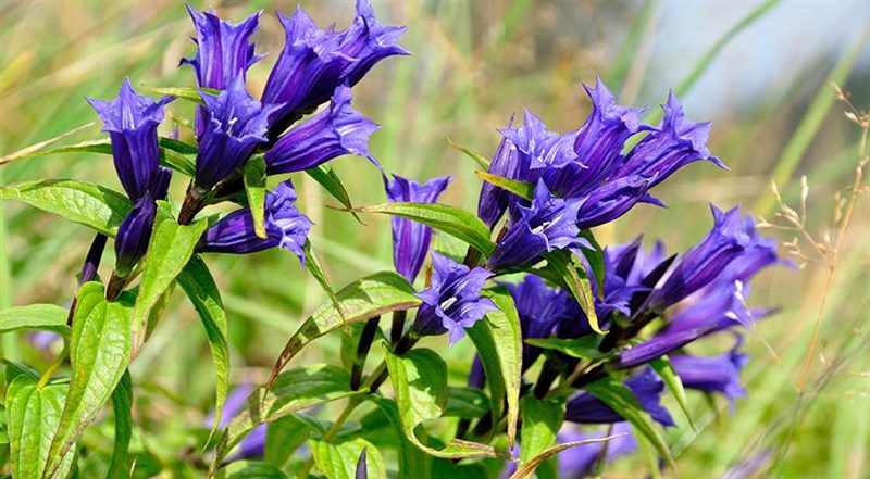 ТОП-70 красивых растений с синими цветами (+фото и названия) #33