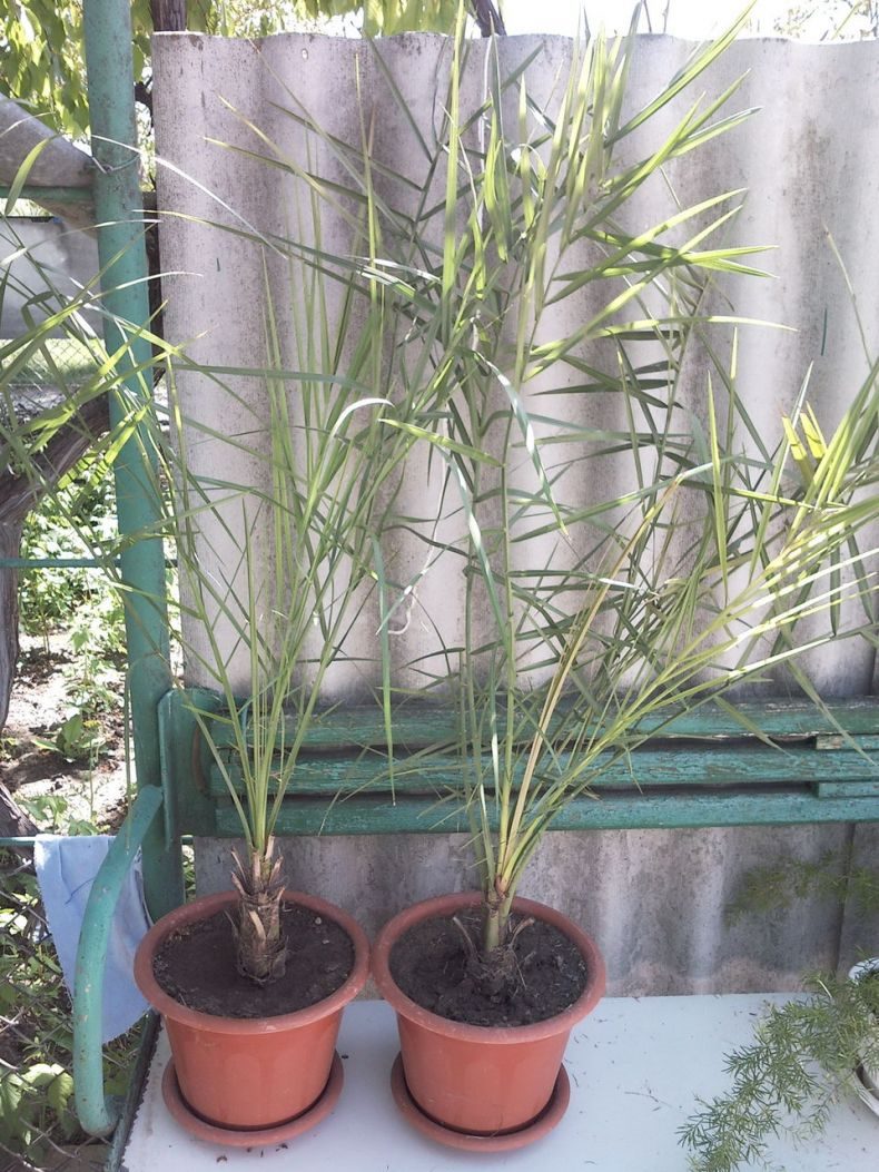 Финиковая пальма: ТОП-85 фото видов с описанием (как вырастить финик из косточки) #34