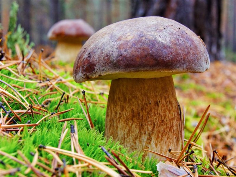 Съедобные и несъедобные грибы: ТОП-60 видов грибов с описанием #12