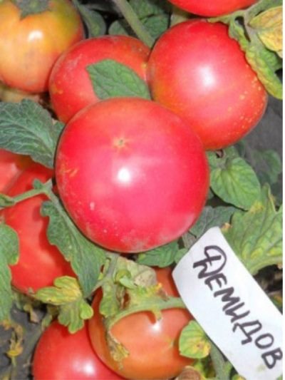 ТОП-25 лучших детерминантных сортов томатов (рейтинг на 2023 год) #9