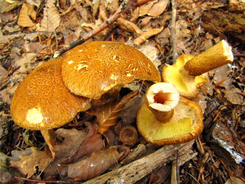 Съедобные и несъедобные грибы: ТОП-60 видов грибов с описанием #19