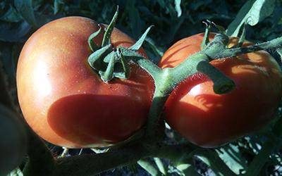 ТОП-55 лучших сортов томатов 2023 (для теплиц и открытого грунта) #25