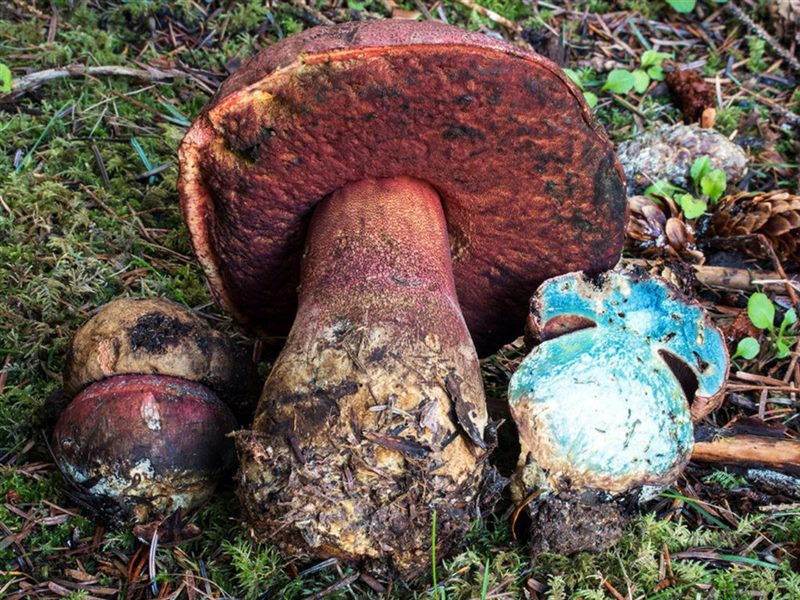 Съедобные и несъедобные грибы: ТОП-60 видов грибов с описанием #46