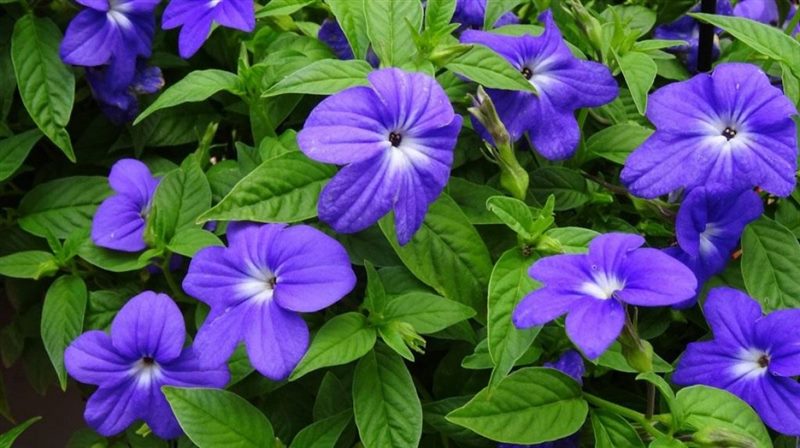 ТОП-70 красивых растений с синими цветами (+фото и названия) #3
