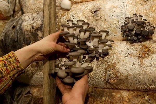 Как вырастить грибы в квартире: подробная инструкция на 2023 год #10