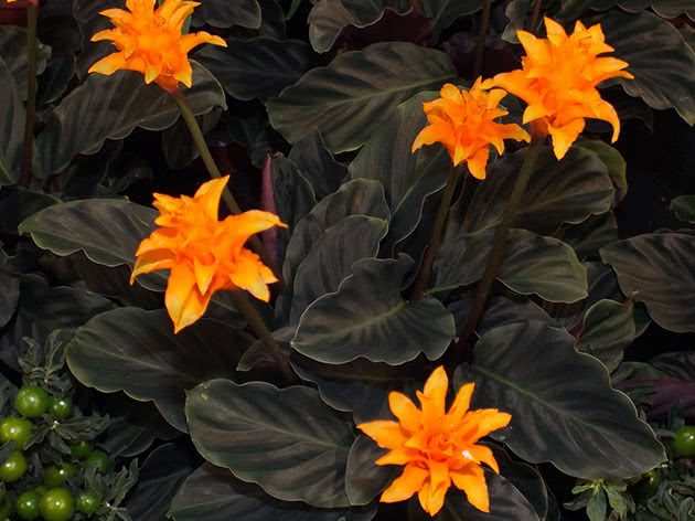 Калатея (комнатный цветок): ТОП-30 видов с фото +уход в домашних условиях #5