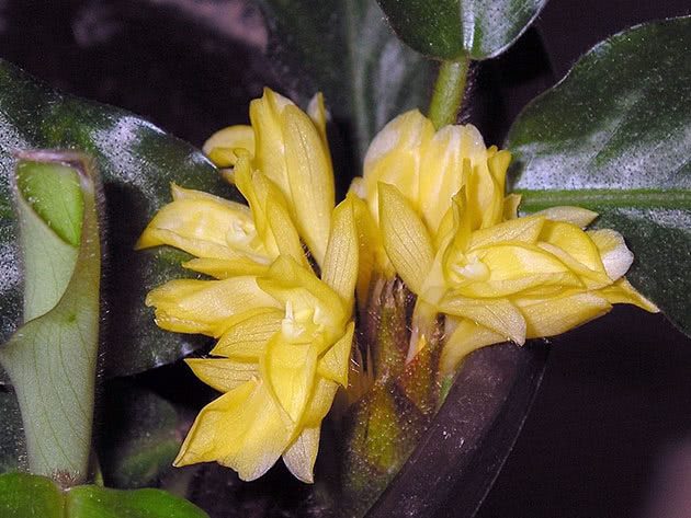 Калатея (комнатный цветок): ТОП-30 видов с фото +уход в домашних условиях #10