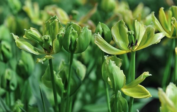 ТОП-20 красивых растений с зелеными цветками (фото и названиями) #15