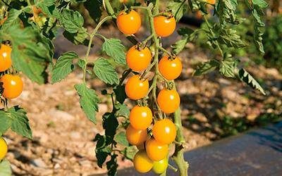 ТОП-55 лучших сортов томатов 2023 (для теплиц и открытого грунта) #77
