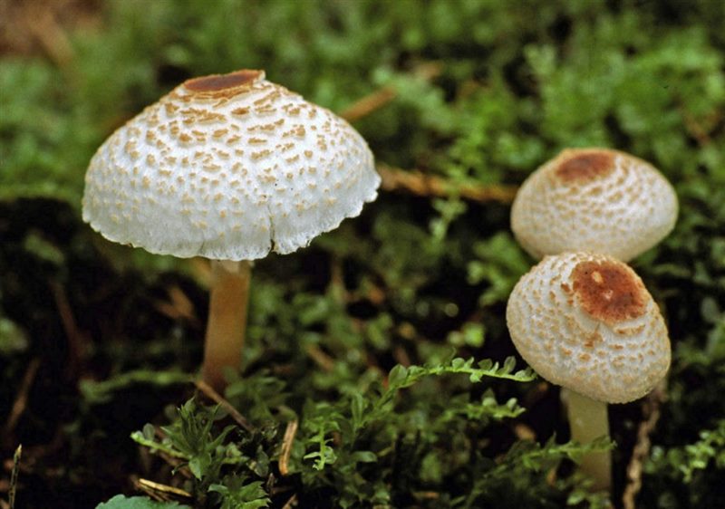 Съедобные и несъедобные грибы: ТОП-60 видов грибов с описанием #53