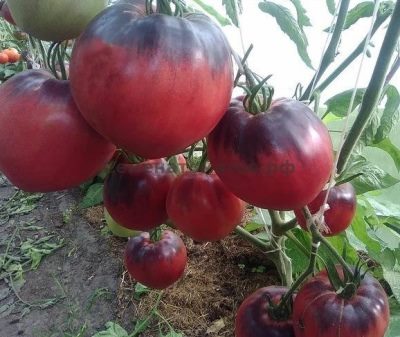 ТОП-25 лучших детерминантных сортов томатов (рейтинг на 2023 год) #34