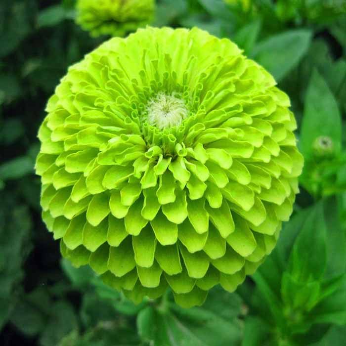 ТОП-20 красивых растений с зелеными цветками (фото и названиями) #17