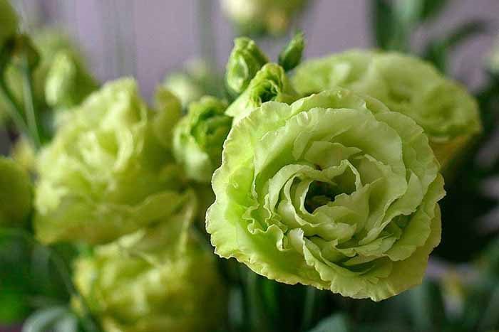 ТОП-20 красивых растений с зелеными цветками (фото и названиями) #20