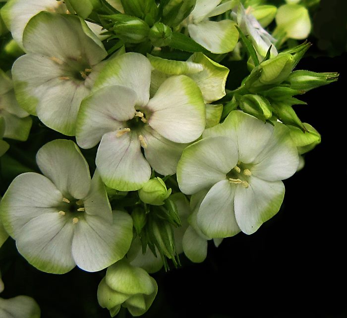 ТОП-20 красивых растений с зелеными цветками (фото и названиями) #12