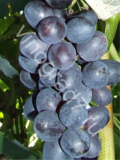 ТОП-33 Самых вкусных сортов винограда 2023 (+фото и описание) #29