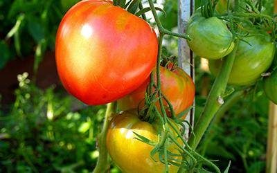 ТОП-55 лучших сортов томатов 2023 (для теплиц и открытого грунта) #24