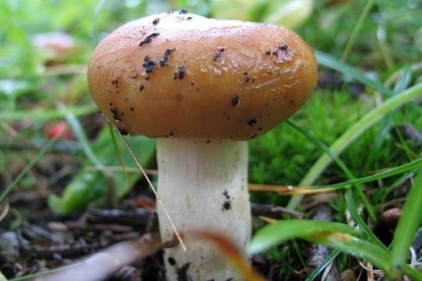 Съедобные и несъедобные грибы: ТОП-60 видов грибов с описанием #4