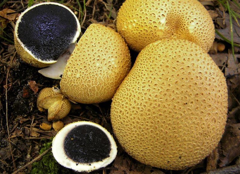 Съедобные и несъедобные грибы: ТОП-60 видов грибов с описанием #45