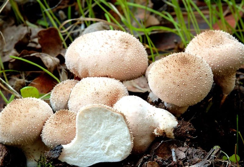 Съедобные и несъедобные грибы: ТОП-60 видов грибов с описанием #15