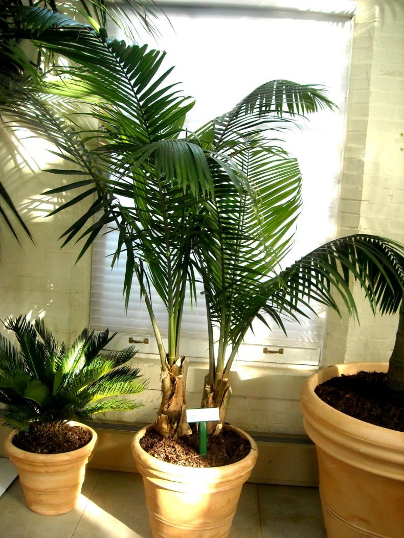 Финиковая пальма: ТОП-85 фото видов с описанием (как вырастить финик из косточки) #36