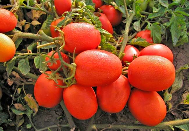 ТОП-25 лучших детерминантных сортов томатов (рейтинг на 2023 год) #2