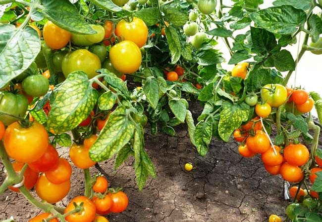 ТОП-25 лучших детерминантных сортов томатов (рейтинг на 2023 год) #3