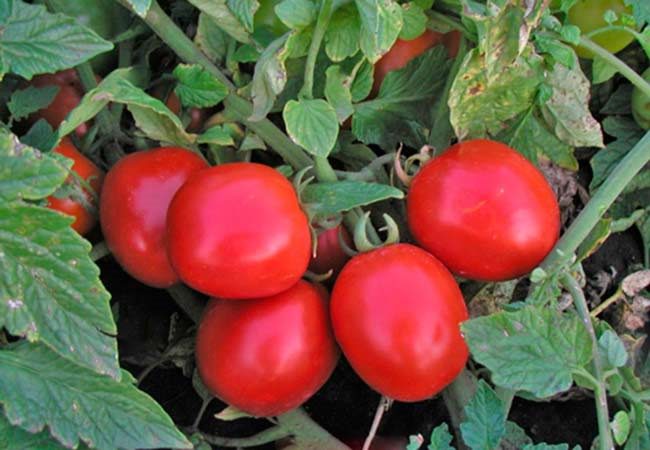 ТОП-25 лучших детерминантных сортов томатов (рейтинг на 2023 год) #4