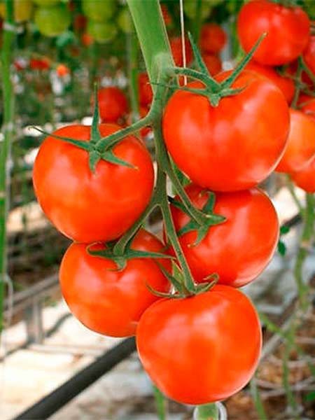 ТОП-25 лучших детерминантных сортов томатов (рейтинг на 2023 год) #5