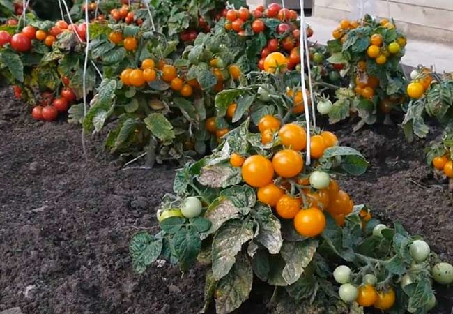 ТОП-25 лучших детерминантных сортов томатов (рейтинг на 2023 год) #6