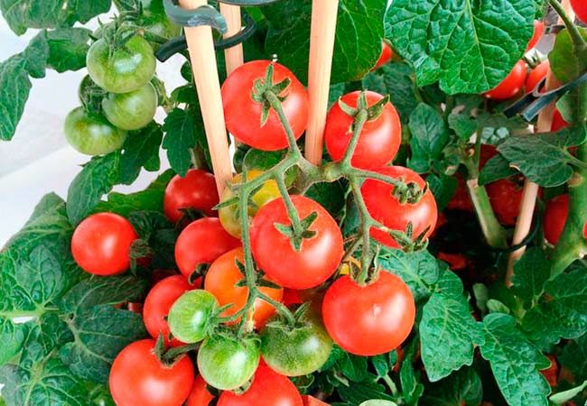 ТОП-25 лучших детерминантных сортов томатов (рейтинг на 2023 год) #7