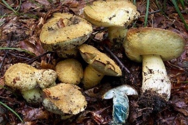 Съедобные и несъедобные грибы: ТОП-60 видов грибов с описанием #20