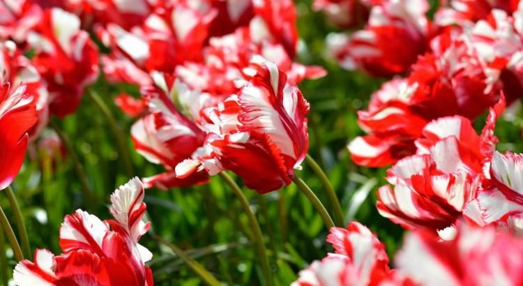 ТОП-33 видов и сортов тюльпанов (85+ фото с описанием) #31