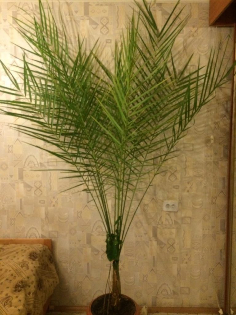 Финиковая пальма: ТОП-85 фото видов с описанием (как вырастить финик из косточки) #38