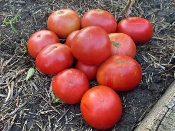 ТОП-55 лучших сортов томатов 2023 (для теплиц и открытого грунта) #69