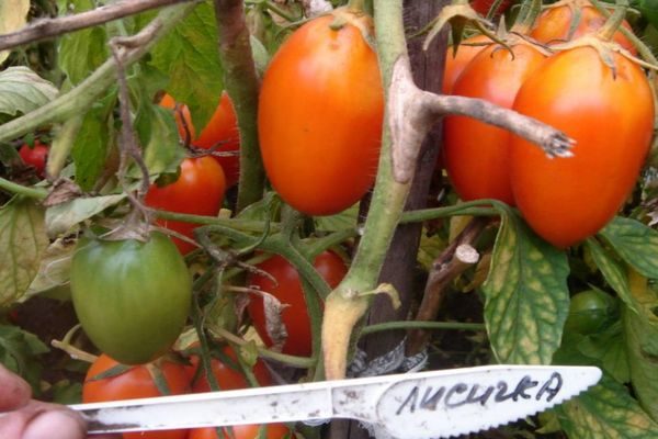 ТОП-55 лучших сортов томатов 2023 (для теплиц и открытого грунта) #72