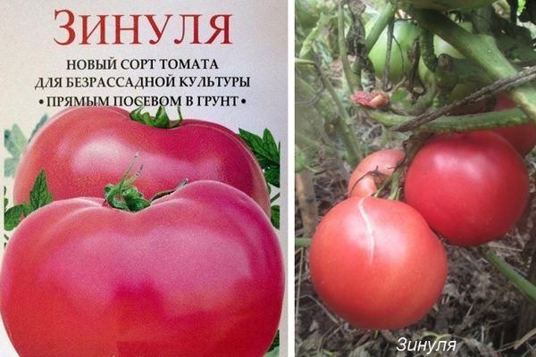ТОП-55 лучших сортов томатов 2023 (для теплиц и открытого грунта) #73
