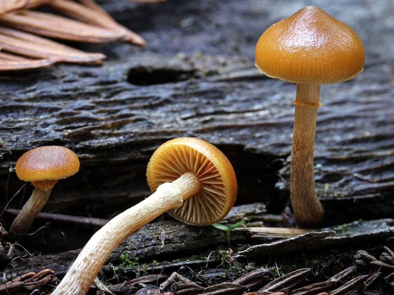 Съедобные и несъедобные грибы: ТОП-60 видов грибов с описанием #50