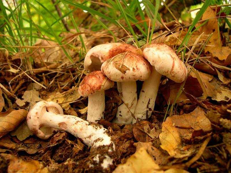 Съедобные и несъедобные грибы: ТОП-60 видов грибов с описанием #24