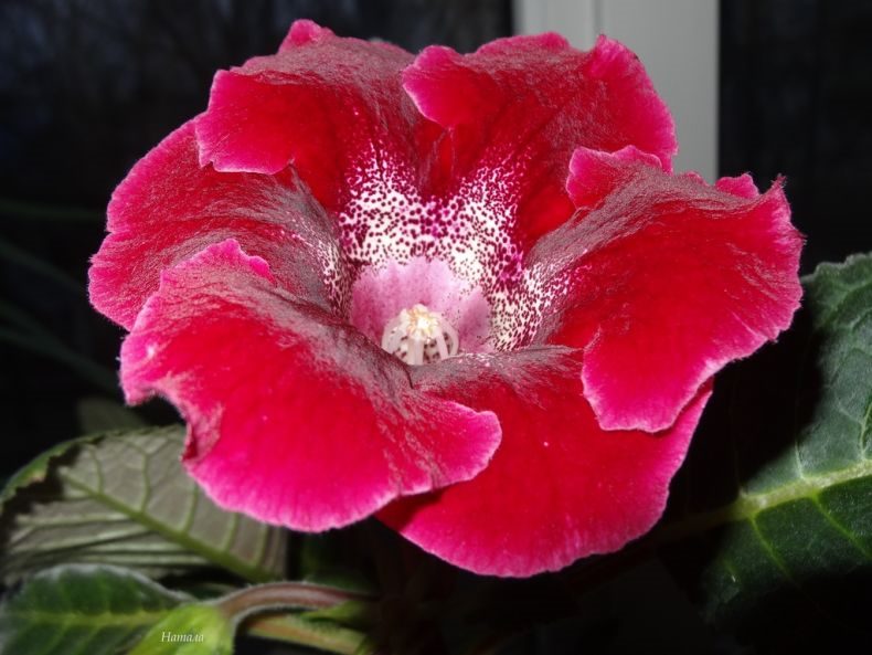 Глоксиния: (95+ фото), выращивание и уход за цветком в домашних условиях #21